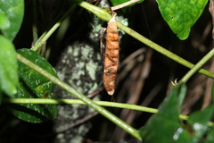 Macrotyloma axillare axillare