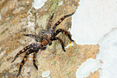Heteropoda lunula
