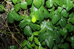 Macrotyloma axillare axillare