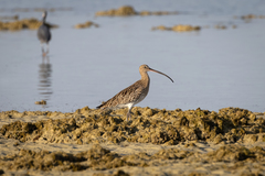 Numenius arquata