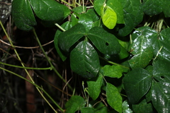 Macrotyloma axillare axillare