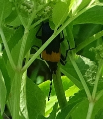 Desmocerus palliatus