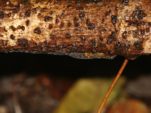 Moon Rabbit Rock Gecko, Cnemaspis selenolagus