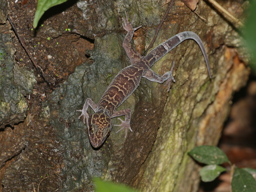 Lampang bent-toed gecko, Cyrtodactylus khelangensis