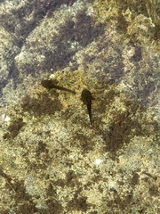 Ambystoma macrodactylum