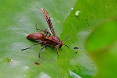 Polistes strigosus