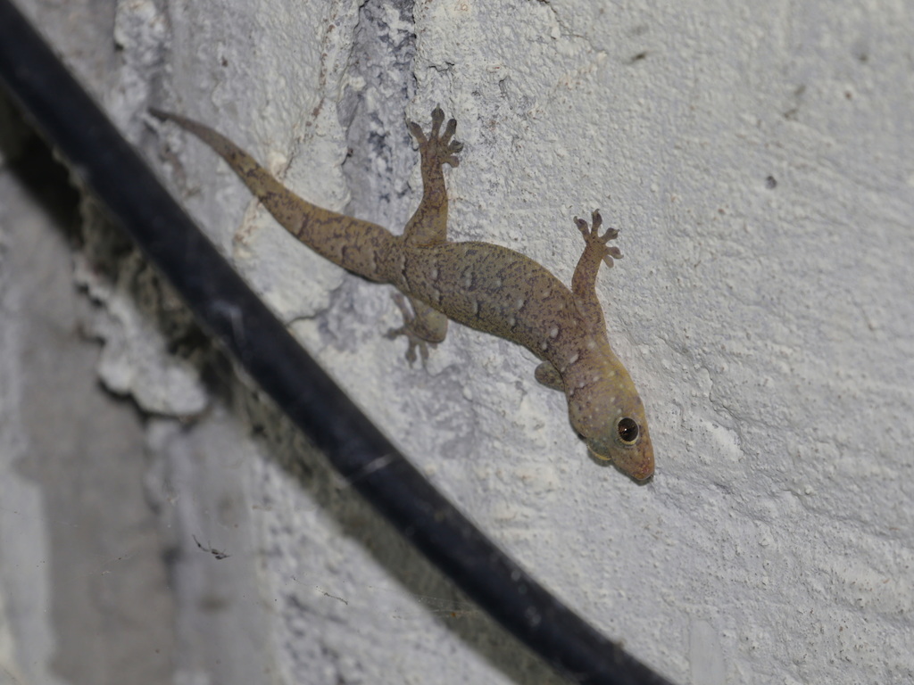 Lunulate Four-Clawed Gecko