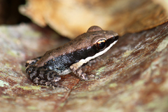 Sylvirana mortenseni