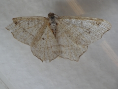 Macaria alternata