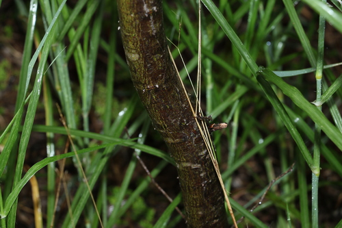 Image of Acacia macradenia by (c) Greg Tasney, some rights reserved (CC BY-SA)