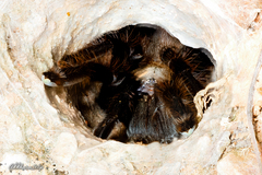 Ornithoctoninae