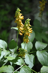 Lathyrus aureus