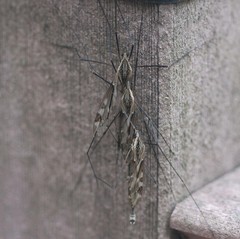 Tipula coquilletti