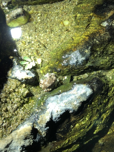 iNaturalist observation photo of Red-spotted Toad