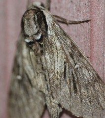 Kentrochrysalis streckeri