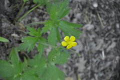 Ranunculus constantinopolitanus
