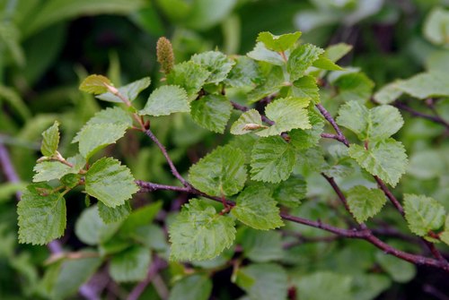 Betula × paramushirensis