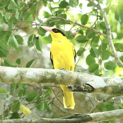 Oriolus chinensis maculatus