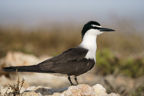 Bridled Tern