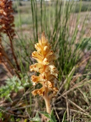 Orobanche amethystea
