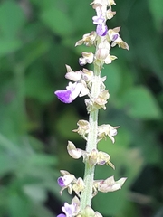 Coleus monostachyus