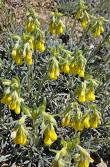 Onosma taurica