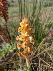 Orobanche amethystea