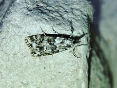 Eudonia lineola