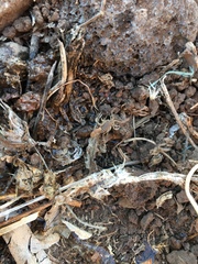 Compsobuthus schmiedeknechti