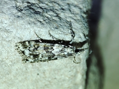 Eudonia lineola