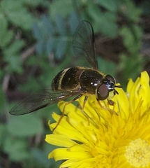 Chrysotoxum bicinctum