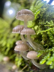 Roridomyces austrororidus