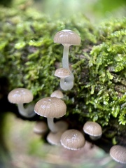 Roridomyces austrororidus