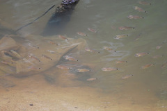 Hump-Backed Cardinalfish photo 3