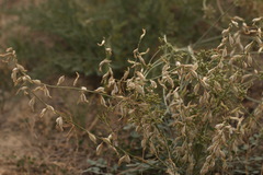 Astragalus namanganicus