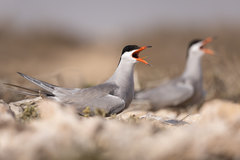 White-Cheeked Tern photo 2
