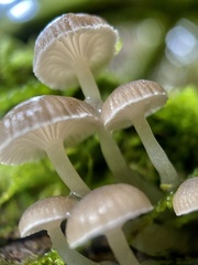 Roridomyces austrororidus