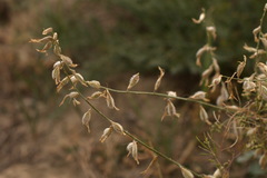 Astragalus namanganicus