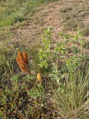 Orobanche amethystea