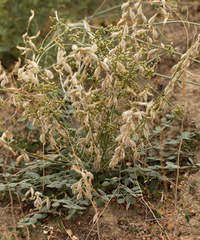 Astragalus namanganicus