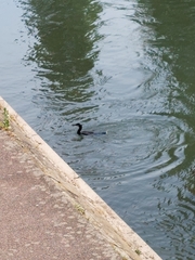 Phalacrocorax carbo