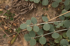 Astragalus namanganicus