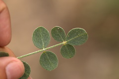 Astragalus namanganicus