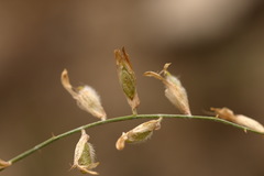 Astragalus namanganicus