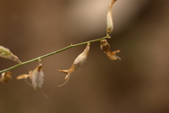 Astragalus namanganicus