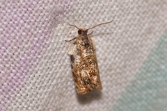 Acroceuthes metaxanthana