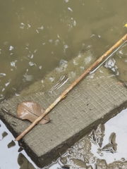 Periophthalmus modestus