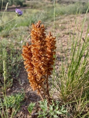 Orobanche amethystea