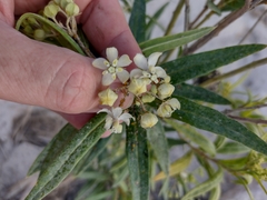 Gomphocarpus fruticosus