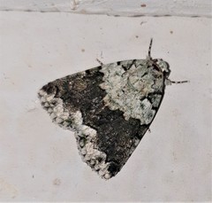 Blenina squamifera